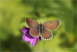 <p>MODRÁSEK BĚLOPÁSNÝ (Aricia eumedon) Slovensko - Slovenský ráj ---- /Storchschnabel-Bläuling/</p>
